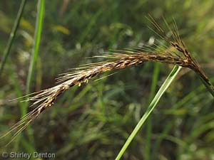 Slender Indian Grass /
Sorghastrum elliottii